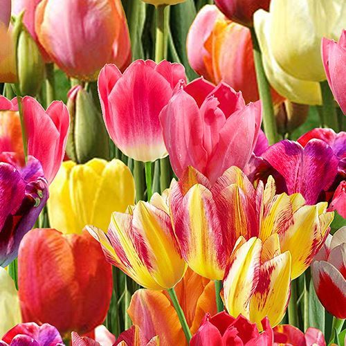 colorful tulip fabric by Timeless Treasures