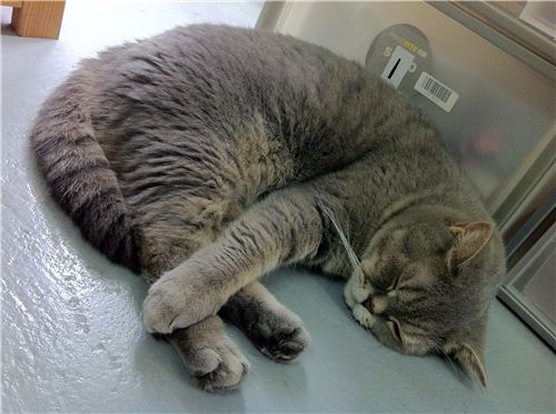 We love  the stretched paw in this adorable sleeping position