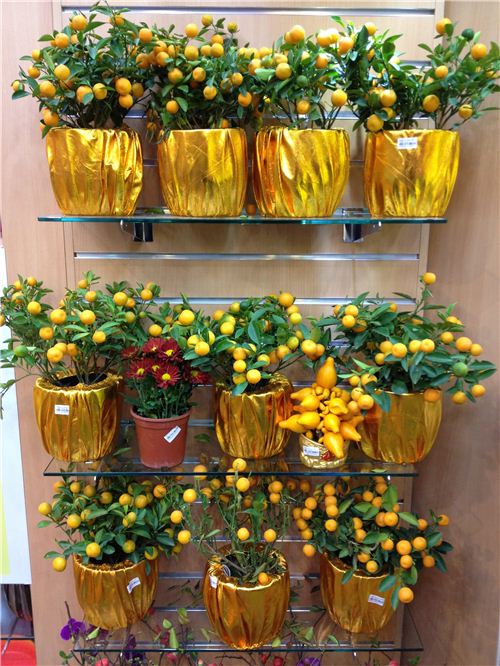 Now is the time to buy a mandarine tree - it stands for good luck