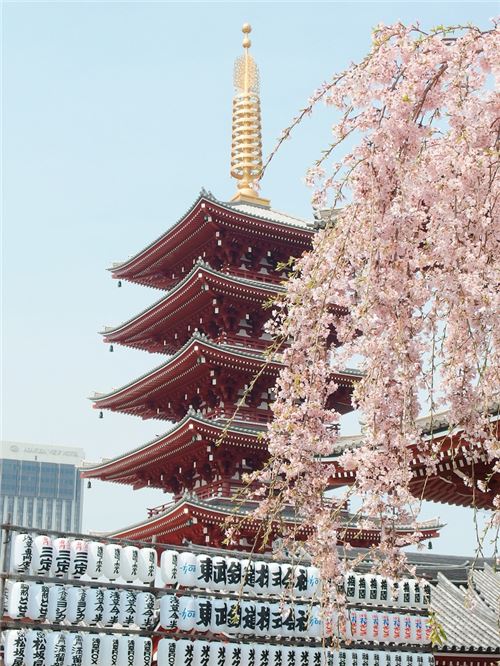 Sakura flowers (cherry blossoms) are a treat to look at! Photo by Yu Kato