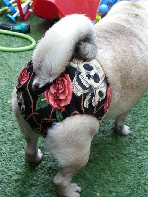 Concepcion Tejeda from Tenerife made cute pants for her dog with our Alexander Henry skull fabric