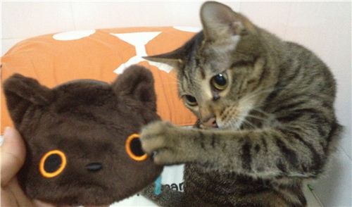 Her cat loves her Kutusita Nyanko wallet
